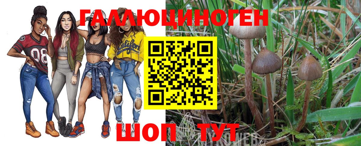 Галлюциногенные грибы прущие грибы Кандалакша